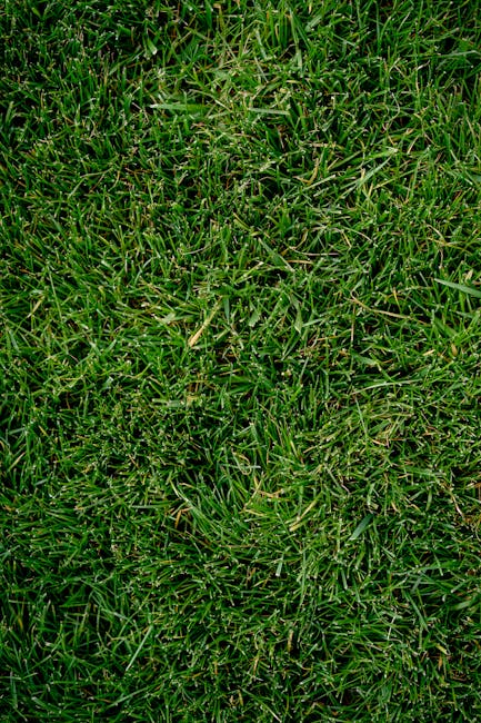 Газон на даче: посевной или рулонный